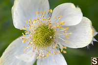 White Pasqueflower