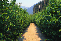 Overgrown Road