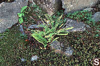 Moss on Rocks