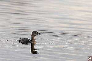 Pied Billed Grebe