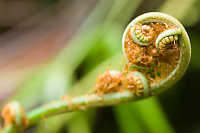 Curled Up Fern