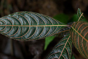 Dark Green Foliage