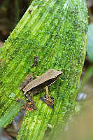 Frog On Mossy Leaf