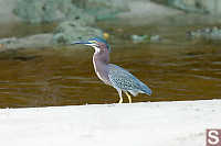 Green Heron