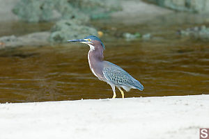 Green Heron