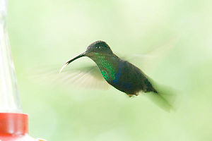 Green Hummingbird Sticking Tongue Out