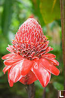 Large Red Flower