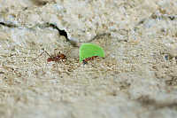 Leaf Cutter Ants