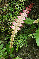Red Frond Of Fern