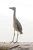 Small Heron