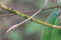 Tree Snake