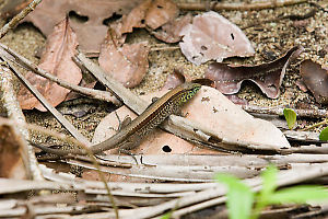 Whiptail In Forest Clutter