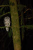 Barred Owl