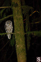 Barred Owl From Front