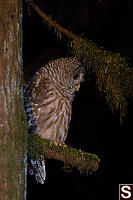 Barred Owl From Side