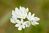 white brodiaea, wild hyacinth, Fool's onion