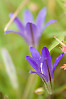 crown brodiaea, Harvevst Brodiaea