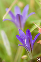 Harvest Brodiaea