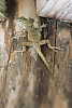 Puerto Rican crested anole