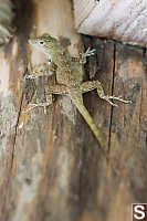 Puerto Rican Crested Anole From Behind