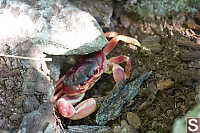 Land Crab Going Into Burrow