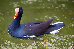 Common Moorhen