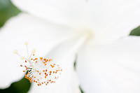 White Hibiscus