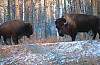 American Bison