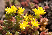 Bee On Stonecrop