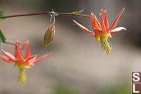 Red Columbine