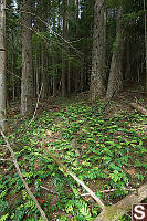 Patch Of Oregon Grape