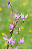 dark-throat shootingstar, Few-Flowered Shootingstar