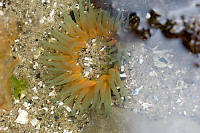 Orange And Green Anemone