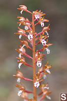 Western Coral Root Stalk