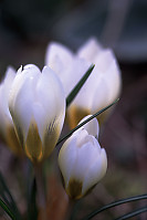 Close up on White Crocuses