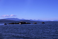 Seals on Island