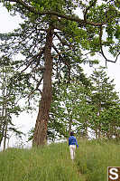 Helen Under Large Tree