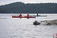 Kayaking Past Seal
