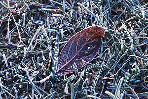 Frosty Leaf In The Grass