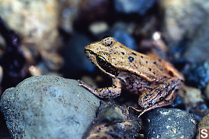 Red Legged Frog