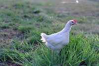 Younger Chicken In Field