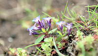 Mossy Flowers