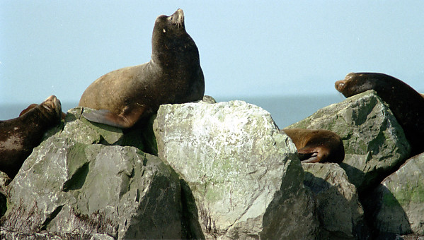 Sea Lions on Rocks