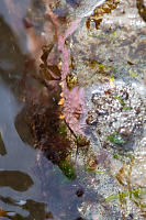 Encrusting Sponge