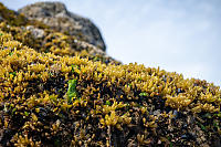 Rock Covered In Sea Sacs