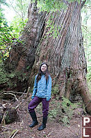 Nara With Old Growth Cedar