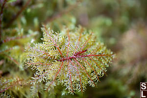 Red Branching Moss