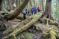 Abondoned Cedar Canoe In Forest