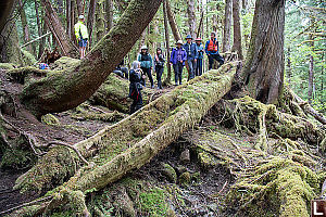 Abondoned Cedar Canoe In Forest