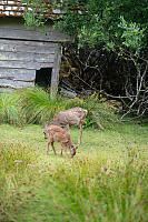 Baby Deer And Mom